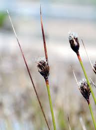 Image result for Thesium nigricans