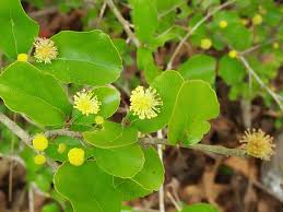 Image result for Flacourtia indica