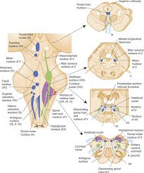 Associated nuclei and functional components of brainstem. The Brain Stem And Cerebellum Neupsy Key