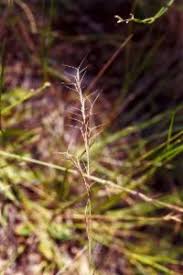 Image result for Aristida canescens