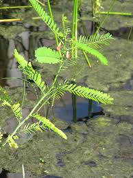 Image result for Sesbania goetzei