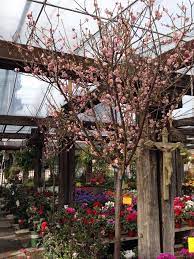 The plant california alliance places great emphasis on providing our members with opportunities to learn. Japanese Fruiting Plum Koume 3 5 Yr La Crescenta Nursery Facebook