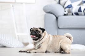 Watch trailers & learn more. Cachorro De Pelo Curto Como Cuidar Do Seu Pet