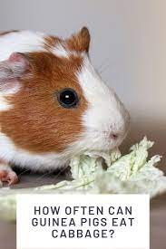 Pin On Vegetables For Guinea Pigs