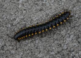 Black And Yellow Millipede Philippines Flowers And Weeds Creatures In The Garden Centipedes Cats Rats