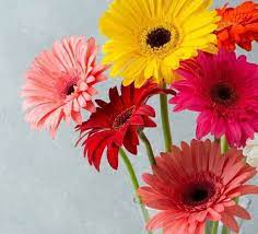 Gerbera Daisy Seeds Mix Gerbera Jamesonii Gerbera Daisy Seeds Gerbera Daisy Gerbera Jamesonii