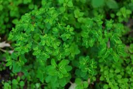 Die meisten euphorbien eignen sich zur kultivierung im garten. Garten Wolfsmilch Euphorbia Peplus