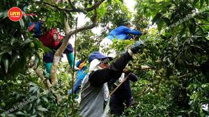 เทคนิคผลิตลิ้นจี่คุณภาพช่วงร้อนแล้ง
