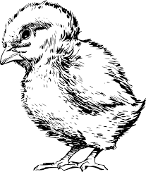 Kelangsungan hidup anak ayam di tingkat tertinggi: Chick Bird Baby Free Vector Graphic On Pixabay