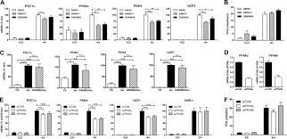 Bh gan nor & kim. Lipolytic Products Activate Peroxisome Proliferator Activated Receptor Ppar A And D In Brown Adipocytes To Match Fatty Acid Oxidation With Supply Journal Of Biological Chemistry