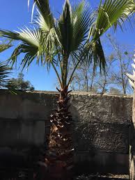 Image result for Washingtonia