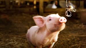 Ve La telaraña de Carlota | Netflix