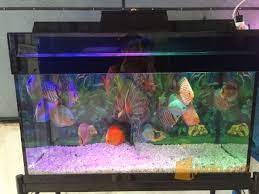 Pada dasarnya pakan untuk ikan hias aquarium terbagi menjadi dua, yakni pakan alami dan buatan. Jual Ikan Hias Dan Aquarium Medan Jualo
