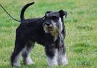 Miniature Schnauzer price range. Miniature Schnauzer for ...