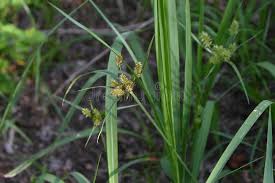 Image result for Cyperaceae