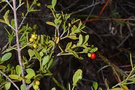 Image result for Crossopetalum