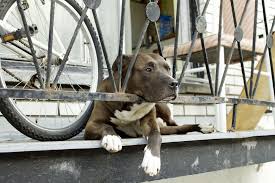 Sono considerati muri solo i manufatti privi di finestre e feritoie. Cane Abbaia E Reato