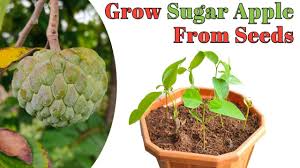 Check spelling or type a new query. How To Grow Sugar Apple Custard Apple From Seeds Youtube