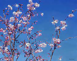 Romantic apple nature cherry flowers painting background seasons twigs invitation floral falling watercolor branches and birds blossom poster blossom illustration cherry blossom artwrok flower. Cherry Blossom Branches Photograph By Susan Savad