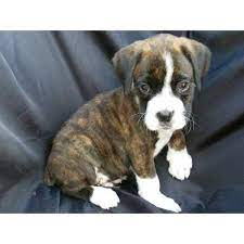 Boxer Puppy Brindle Boxer Puppies Boxer Puppies Brindle Boxer
