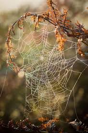 Dreams About Spiders What Does It Mean When You Dream About Spiders