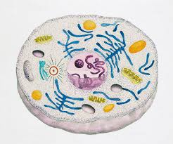 Animal cell family photo album. Structure Of An Animal Cell Photograph By De Agostini Picture Library Universal Images Group Science Photo Library