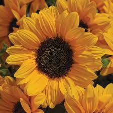 Shocker softball season comes to a close with regional final loss to oklahoma. Vincents Choice Sunflower Flowers And Bulbs Veseys
