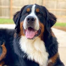 We did not find results for: Lone Star Bernese Mountain Dog Club Rescue Home Facebook