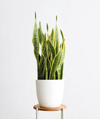 Whether indoors, in your garden or on your balcony, these spiky beauties can put up with almost anything. Golden Snake Plant Ansel Ivy Premium Potted Plants Delivered