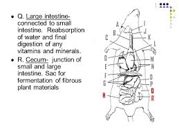 Microbe geo politics in the gut : A Submaxillary Salivary Gland Ppt Download