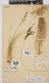 Image result for Eragrostis gummiflua