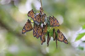 Verkaufen butterfly labs monarch für mining bitcoin ich habe 3 stück. America Tries To Save The Monarch Butterflies Nature And Wildlife Discovery