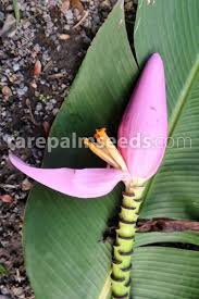 Image result for Musa sp. (Ornamental bananas)