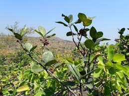 Image result for Warneckea sp.