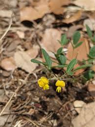 Image result for Rhynchosia caribaea