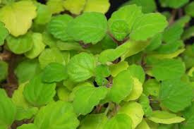 Image result for Plectranthus verticillatus