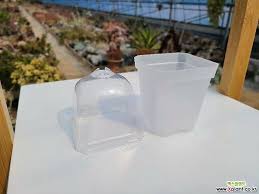 Image result for Dipcadi rigidifolium