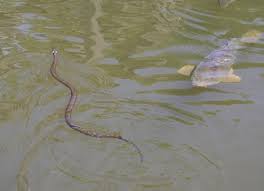 The barred grass snake, natrix helvetica, was split off as a separate species in 2017. Die Ringelnatter Vertreiben Gefahr Fur Frosche Und Fische Im Teich