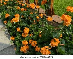 Image result for Crossandra infundibuliformis