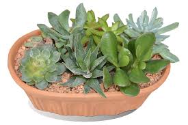 Mengxin 8 paquets 23cm pot de fleur en plastique vert pots de plantes avec soucoupe pot plastique jardin extérieures et intérieures pour bonsai plantes succulent aloès herbe (grand). Culture Et Entretien Des Plantes Grasses En Pot Calendrier Des Travaux