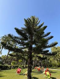 Image result for Araucaria columnaris