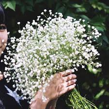 Check spelling or type a new query. P On Twitter Jungkook Was Holding Onto A Gypsophila Which Is Known As Baby S Breath Which The Flowers Meaning Is Fertility And Innocence Love Yourself Https T Co B07jqq9rah