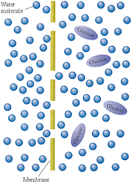 Osmosis is the process where solvent molecules move through a semipermeable membrane from a dilute solution into a more concentrated solution (which becomes more dilute). Learning By Osmosis Pontefract Group