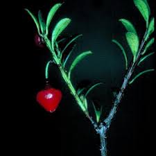 Image result for Vaccinium madagascariense