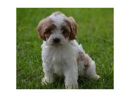 Find cavachon puppies for sale on pets4you.com. Visit Our Adorable Cavachon Puppies For Sale Near Delaware Ohio