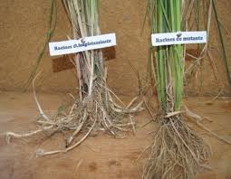 Image result for Oryza longistaminata