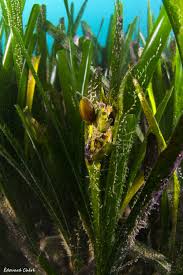 Actualites Cap D Agde Exceptionnel Des Fleurs Sous La Mer Herault Tribune
