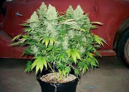 Maybe you would like to learn more about one of these? How To Grow Cannabis With Coco Coir Grow Weed Easy