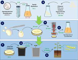 Sterilization of media and air are discussed below: Frontiers Soybean Embryonic Axis Transformation Combining Biolistic And Agrobacterium Mediated Protocols To Overcome Typical Complications Of In Vitro Plant Regeneration Plant Science