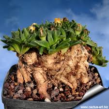 Image result for Nananthus